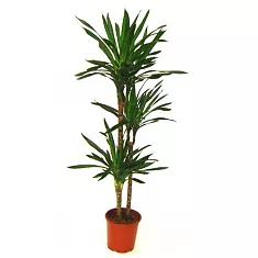 Драцена душистая Рики - Dracaena fragrans Riki D30 H100