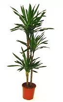 Драцена душистая Рики - Dracaena fragrans Riki D30 H100
