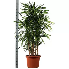 Драцена душистая Рики - Dracaena fragrans Riki  D40 H200