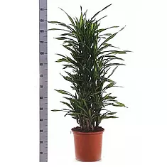 Драцена душистая Рики - Dracaena fragrans Riki D35 H140