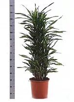 Драцена душистая Рики - Dracaena fragrans Riki D35 H140