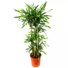 Драцена душистая Рики - Dracaena fragrans Riki D35 H150