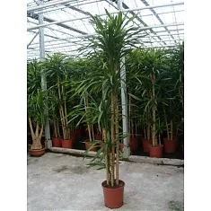 Драцена душистая Рики - Dracaena fragrans Riki  D40 H210