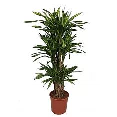Драцена душистая Рики бранч - Dracaena fragrans Riki Branched (fachjan) D30 H140