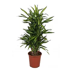 Драцена душистая Рики бранч - Dracaena fragrans Riki Branched (fachjan) D27 H120