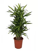 Драцена душистая Рики бранч - Dracaena fragrans Riki Branched (fachjan) D27 H120