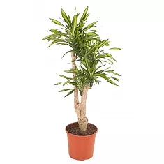 Драцена душистая Рики бранч - Dracaena fragrans Riki Branched D32 H120