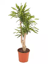 Драцена душистая Рики бранч - Dracaena fragrans Riki Branched D32 H120