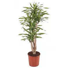 Драцена душистая Рики бранч - Dracaena fragrans Riki Branched D34 H150