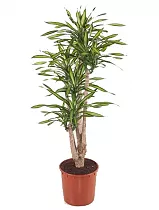 Драцена душистая Рики бранч - Dracaena fragrans Riki Branched D34 H150