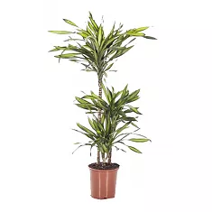 Драцена душистая Рики - Dracaena fragrans Riki D21 H110