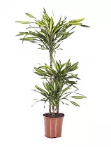 Драцена душистая Рики - Dracaena fragrans Riki D21 H110