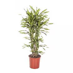Драцена душистая Рики бранч - Dracaena fragrans Riki Branched D32 H130