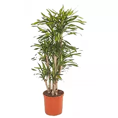 Драцена душистая Рики бранч - Dracaena fragrans Riki Branched D34 H160