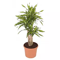 Драцена душистая Рики бранч - Dracaena fragrans Riki Branched D30 H100
