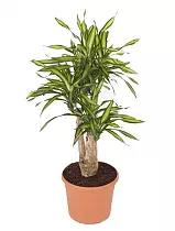 Драцена душистая Рики бранч - Dracaena fragrans Riki Branched D30 H100