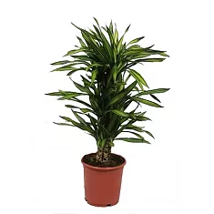 Драцена душистая Рики бранч - Dracaena fragrans Riki Branched (fachjan) D24 H100