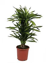 Драцена душистая Рики бранч - Dracaena fragrans Riki Branched (fachjan) D24 H100