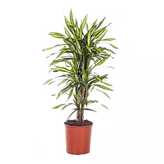 Драцена душистая Рики бранч - Dracaena fragrans Riki Branched D27 H110