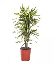 Драцена душистая Рики бранч - Dracaena fragrans Riki Branched D27 H110