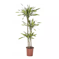 Драцена душистая Рики - Dracaena fragrans Riki D24 H150