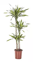 Драцена душистая Рики - Dracaena fragrans Riki D24 H150