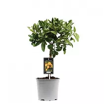 Лаймкват - Citrus Limequat On Stem D19 H70