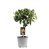 Лаймкват - Citrus Limequat On Stem D19 H70