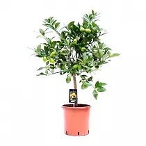 Лаймкват - Citrus Limequat On Stem D22 H80