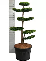 Тис хвойный бонсай - Taxus Bacc Dovastoniana Pon Pon D80 H240