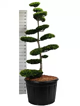 Тис хвойный бонсай - Taxus Media Thayerae Pon Pon D80 H260