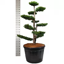 Тис хвойный бонсай - Taxus Bacc Dovastoniana Pon Pon D80 H220