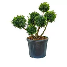 Тис хвойный бонсай - Bonsai Taxus D45 H110