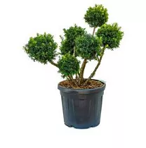 Тис хвойный бонсай - Bonsai Taxus D45 H110