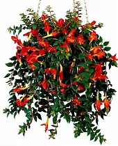 Колумнея - Columnea D20 H45