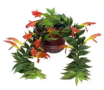 Колумнея - Columnea Early Bird D15 H25