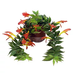 Колумнея - Columnea Early Bird D15 H25