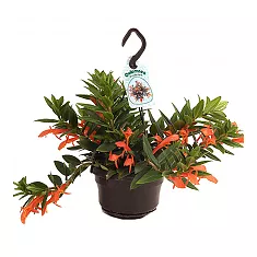 Колумнея Кракатау - Columnea Krakatau D15 H35