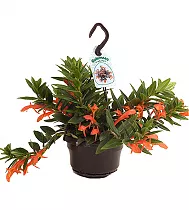 Колумнея Кракатау - Columnea Krakatau D15 H35