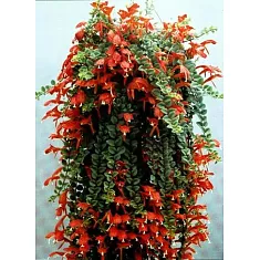 Колумнея - Columnea D20 H70