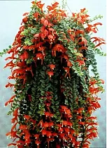 Колумнея - Columnea D20 H70