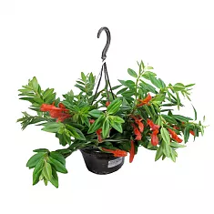 Колумнея Кракатау - Columnea Krakatau D15 H25