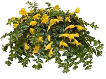 Колумнея Аполло - Columnea apollo  D18 H40