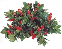 Колумнея - Columnea  D18 H40