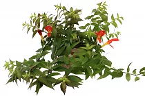 Колумнея - Columnea Early Bird D15 H35