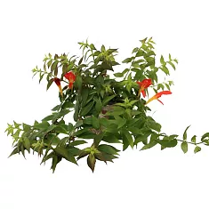 Колумнея - Columnea Early Bird D15 H35