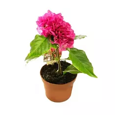 Бугенвиллея - Bougainvillea D10 H20