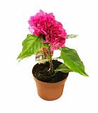 Бугенвиллея - Bougainvillea D10 H20