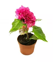 Бугенвиллея - Bougainvillea D10 H20