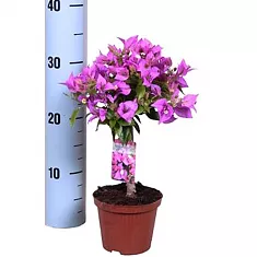 Бугенвиллея - Bougainvillea  D12 H30